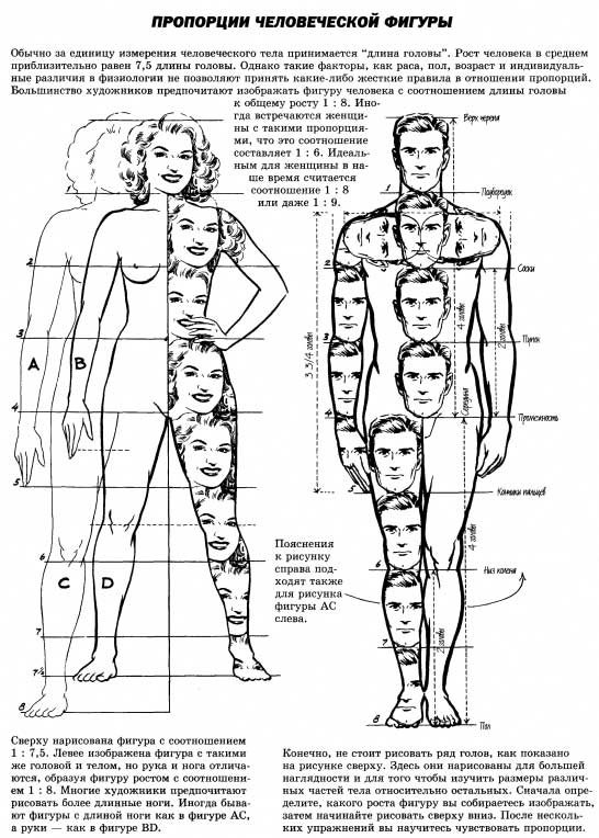 Пропорции мужчины и женщины.jpg