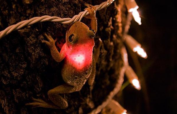 Cuban frog eats Christmas light.jpg