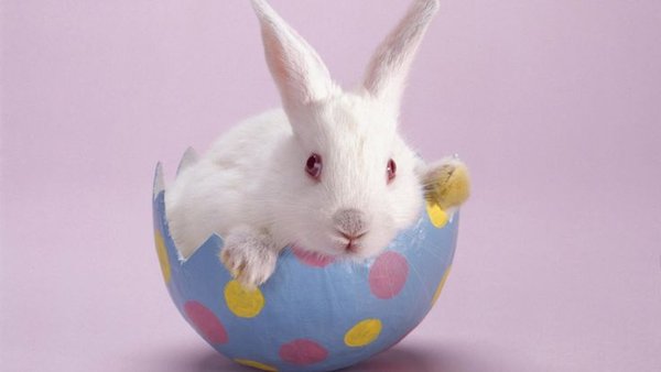 bunny-egg.jpg