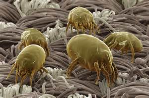 bed mites