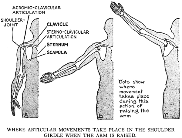 arm raise.png