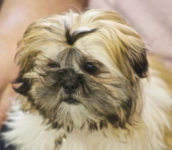 Shih Tzu puppy photo by Just chaos.jpg