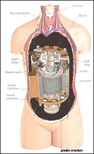 anatomy roxxxy.jpg