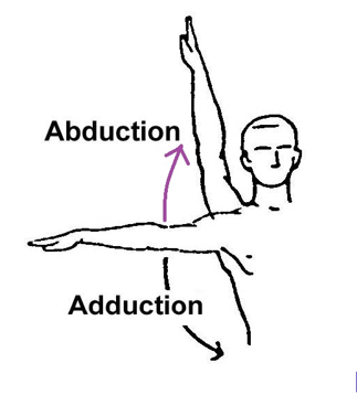 adduction abduction.jpg