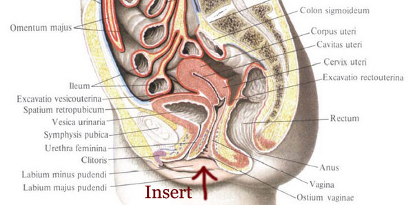 Anatomy.jpg