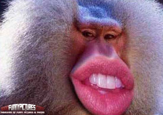 Sexy-Monkey-With-Big-Lips.jpg
