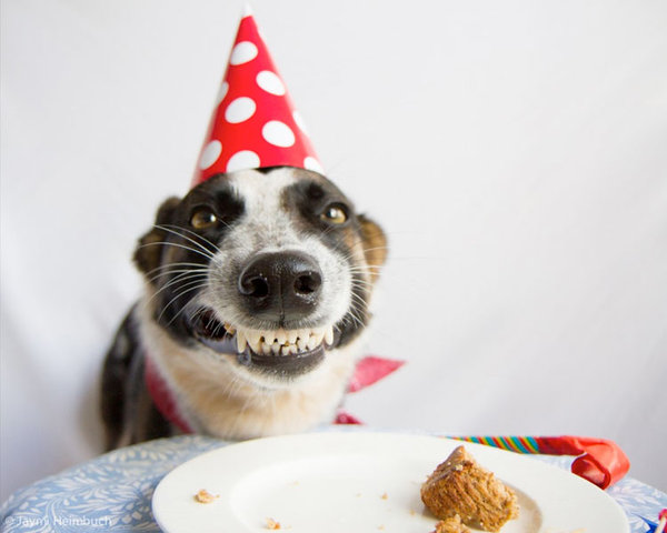 happy-birthday-smiling-dog.jpg
