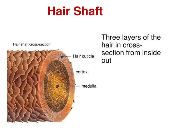 Hair Shaft Cross Section