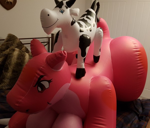 Here she is compared to one of those inflatable cow toys. You can see the size difference ;)