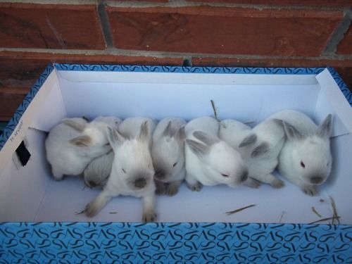 box of bunnies.jpg