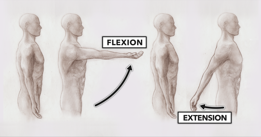 6-Fig-shoulder-flecxion-extention1.png