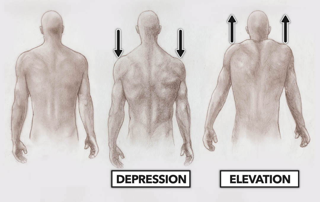 2-Fig-shoulder-elevation_depression2.png